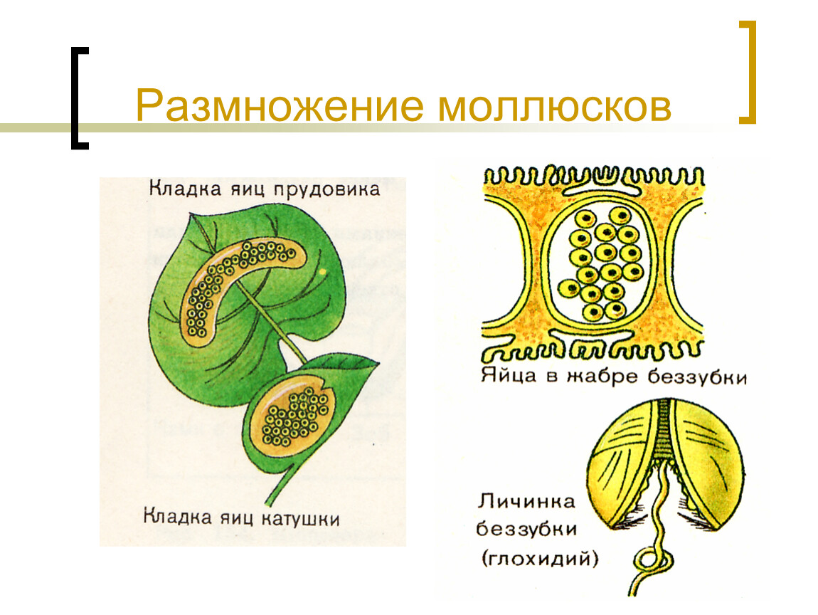 Размножение моллюсков. Брюхоногие моллюски размножение. Размножение двустворчатых моллюсков. Размножение брюхоногих моллюсков. Размножение моллюска схема.