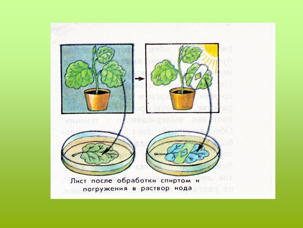 Какой ботаник изучает фотосинтез. Опыты с листьями. Эксперименты с растениями. Опыты с растениями. Опыты по фотосинтезу у растений.
