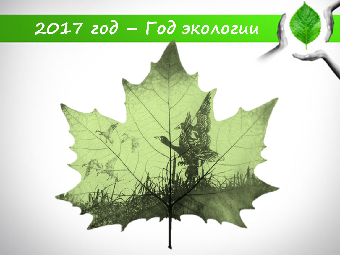 Экология 2017 г. Год экологии. Год экологии картинки. 2017 Год экологии эмблема. Год экологии в России.