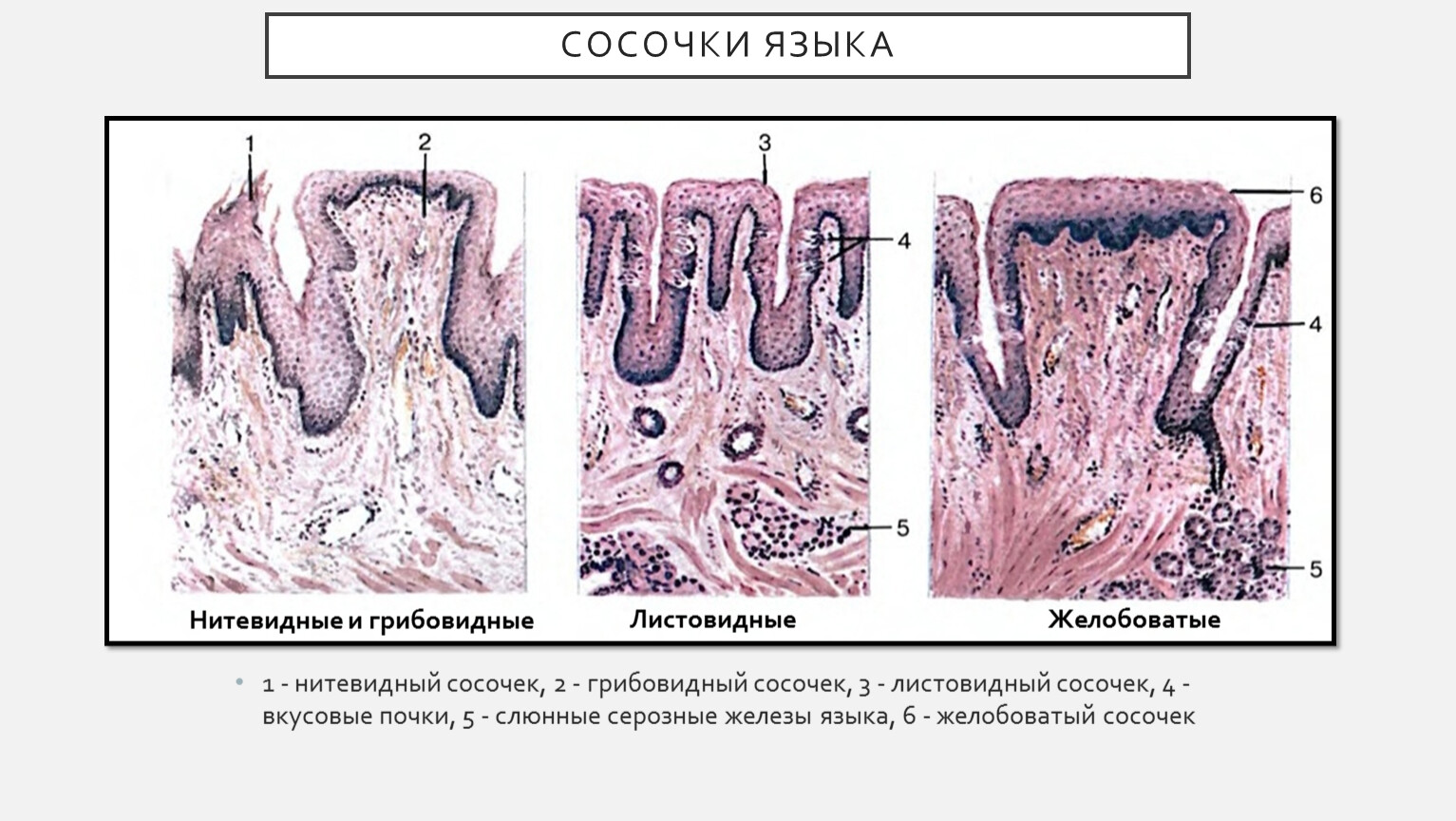 Язык ткани. Листовидные сосочки вкусовые почки. Место локализации листовидных сосочков языка. Желобоватые сосочки языка.