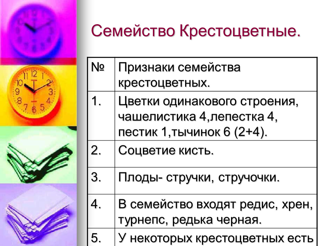 Признаки класса крестоцветные