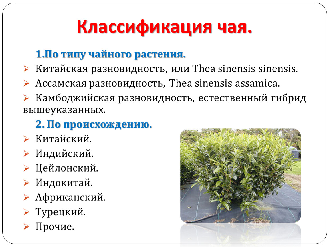 Чаять вид. Классификация по типу чайного растения. Классификация чая. Тип чая по классификации. Классификация чая по типу чайного растения.