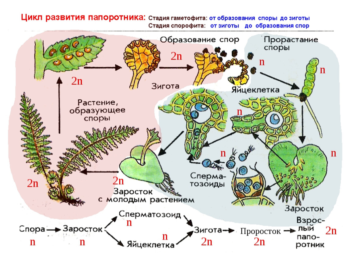 Из каких исходных клеток образуются листья мха. Цикл размножения папоротников. Цикл развития спорового растения схема. Схема цикл развития растений споровых растений. Цикл развития папоротника.