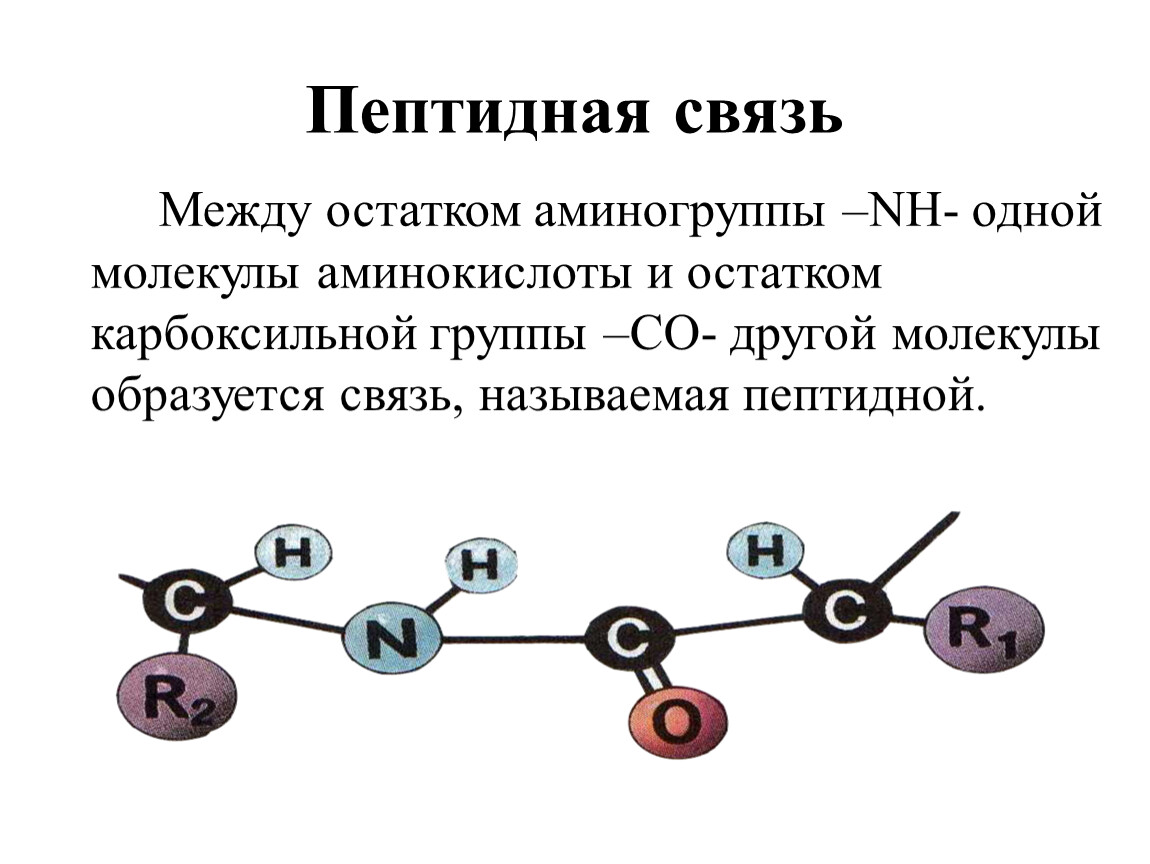 Связи в молекуле белка. Пептидная связь образуется при взаимодействии групп. Пептидная связь между аминокислотами образуется. Водородные связи между пептидной. Типы связей аминокислот в молекулах белков.