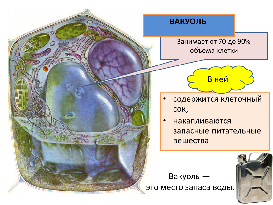 Какая вакуоль в растительной клетке. Вакуоль растительной клетки. Вакуоли растительные структура клеток. Строение клетки вакуоль клеточный сок. Вакуоли в клетках растений.