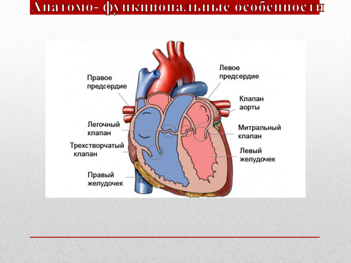 Анатомия сердца краткое содержание. Физиология сердца.