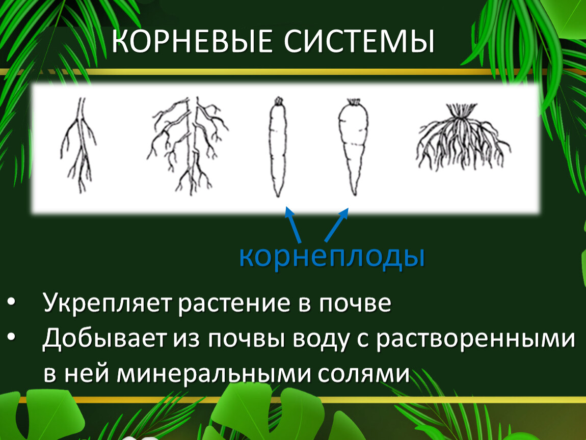 Изменять какой корень. Корень или побег укрепляет растения в почве фото.