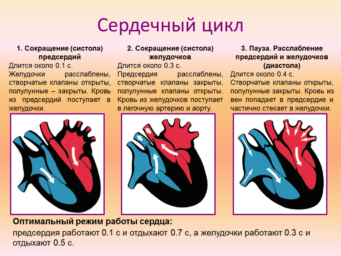 Сердечный цикл таблица. Систола и диастола сердца клапаны. Строение сердца систола диастола. Систола предсердий систола желудочков диастола таблица. Систола желудочков цикл сердца.