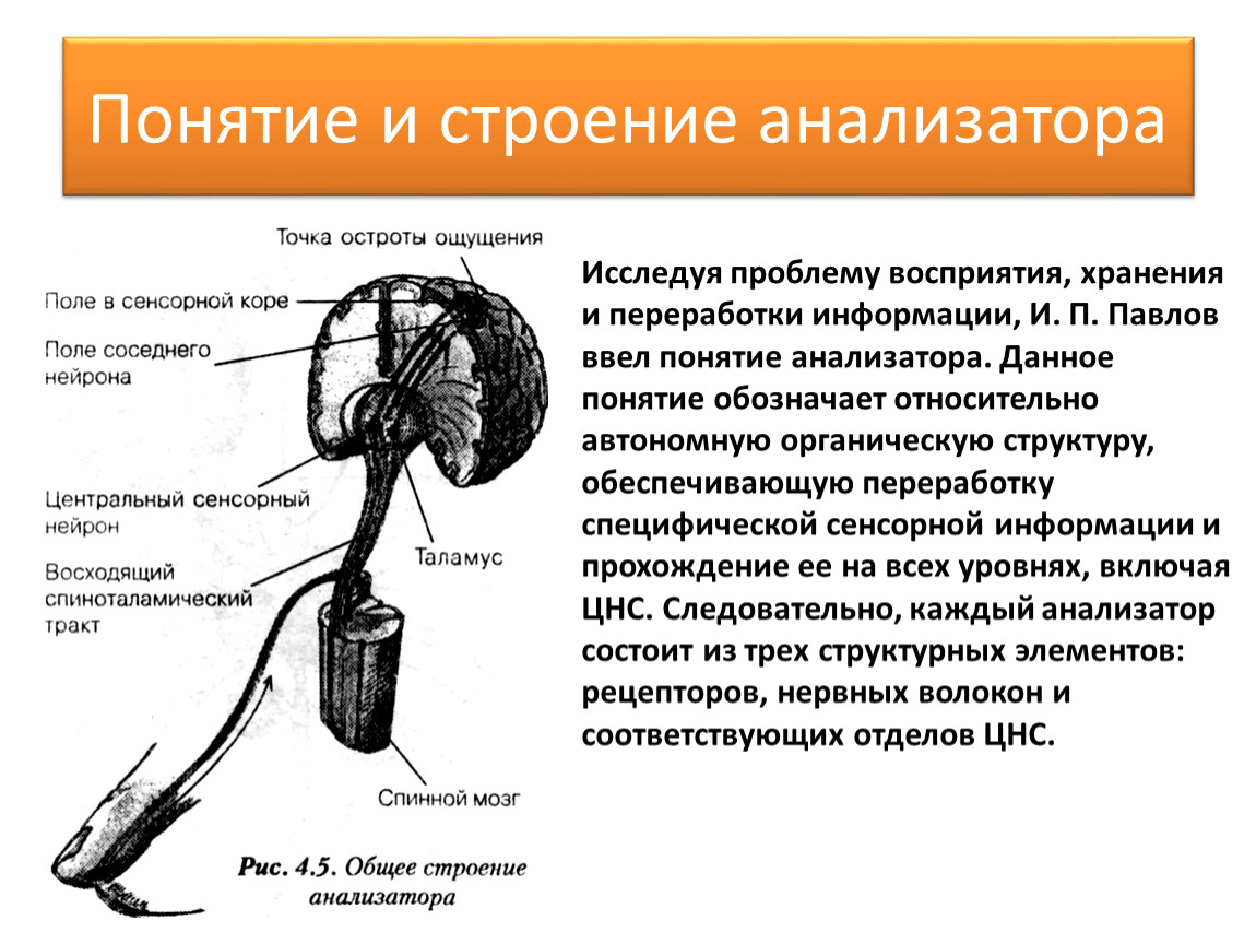 Что такое анализатор. Общая схема строения анализаторов. Схема строения анализатора человека. Части анализатора схема. Чувствительный анализатор и его составные части.