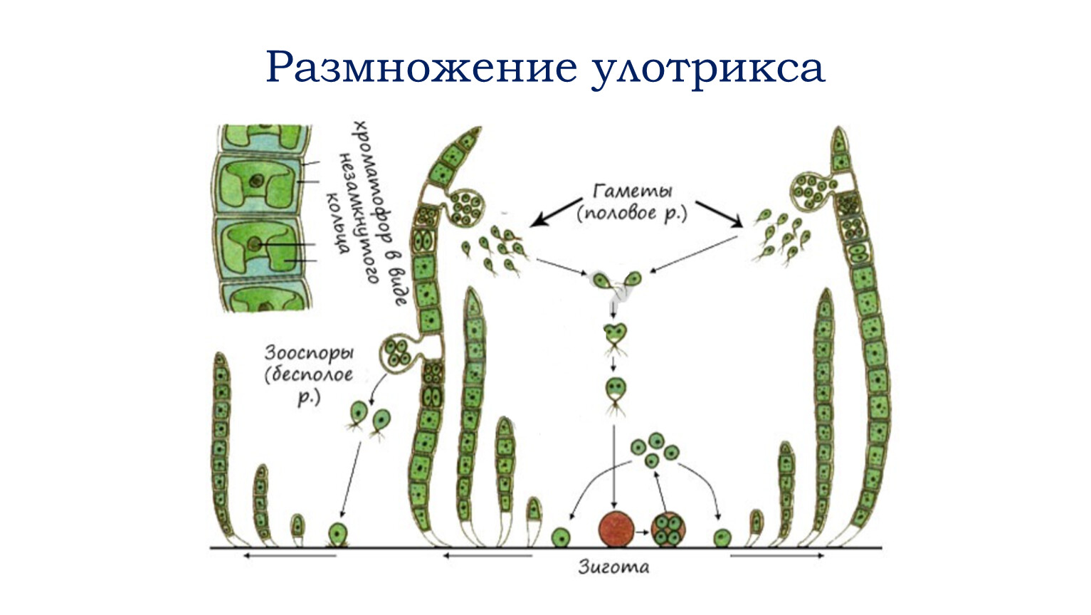Улотрикс относится к водорослям. Улотрикс водоросль. Зеленые водоросли улотрикс. Нитчатая водоросль улотрикс. Улотрикс Тип таллома.