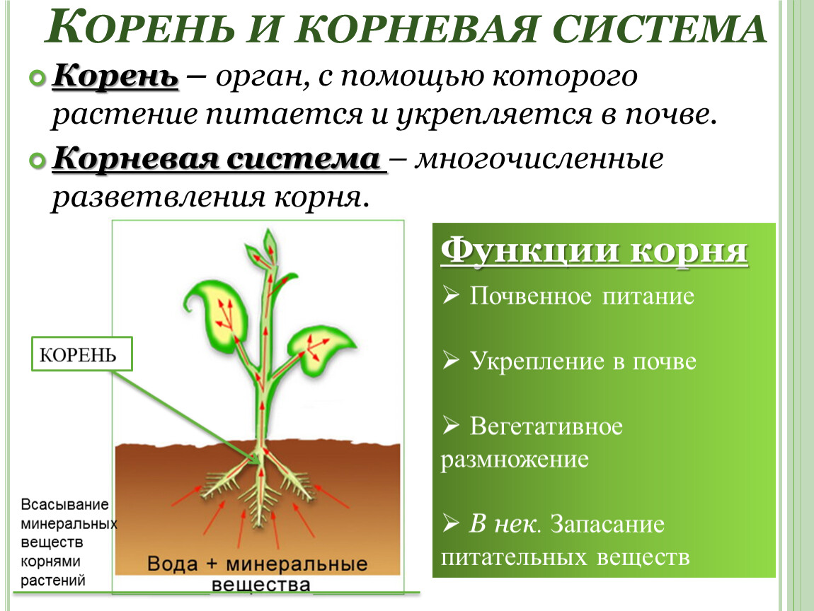 Корень главный орган растения проект 6 класс