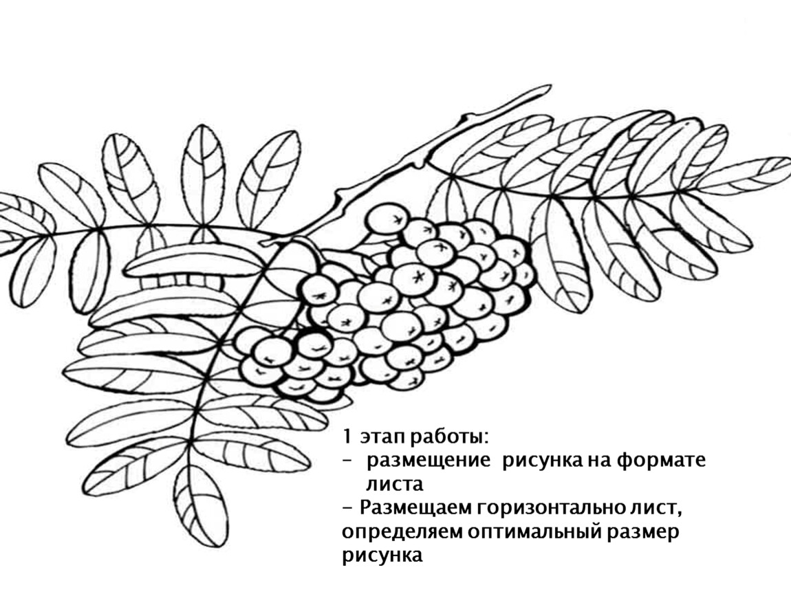 Рябина схема слова цветная