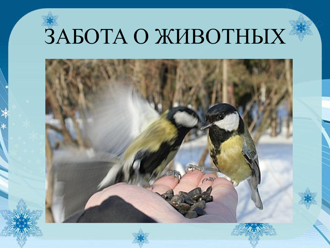 Как заботиться о птицах. Забота о птицах. Заботимся о птицах зимой. Птицы наши друзья. Птицы наши друзья зимой.