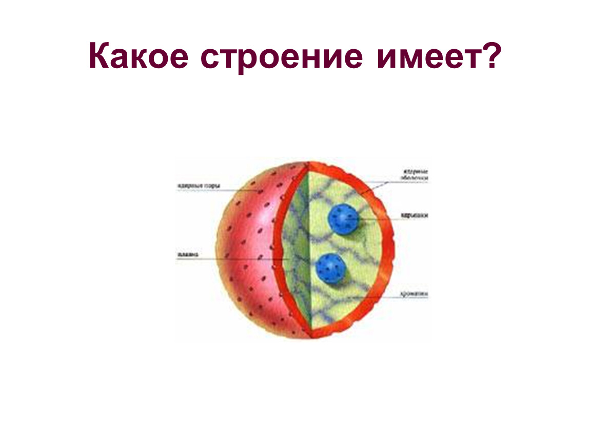 Какое строение. Какое строение имеет. Какое строение он имеет. В строении имеют. Какую структуру имеет Москва.