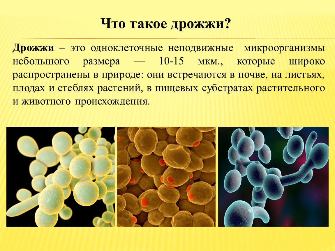 Проект по теме дрожжи