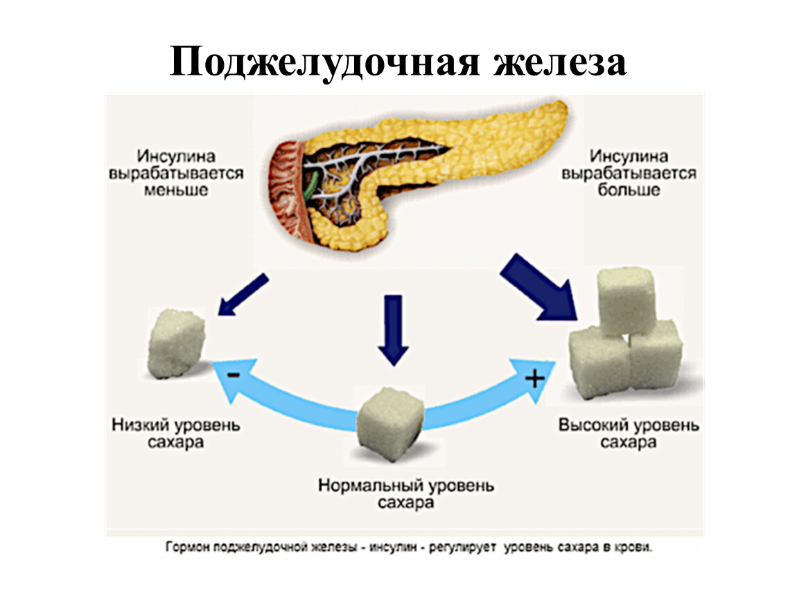 Поджелудочная железа вырабатывает инсулин