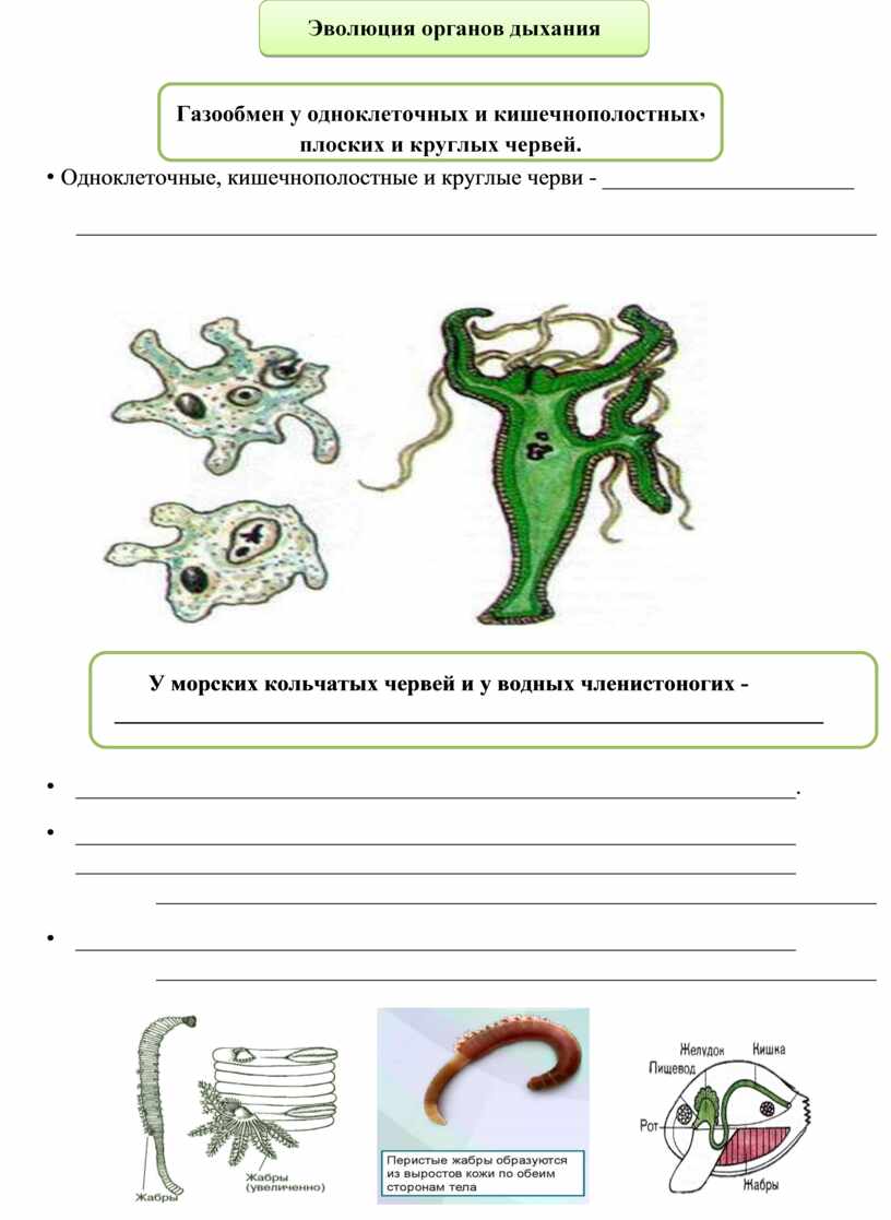 Опорный конспект "Эволюция дыхательной системы"