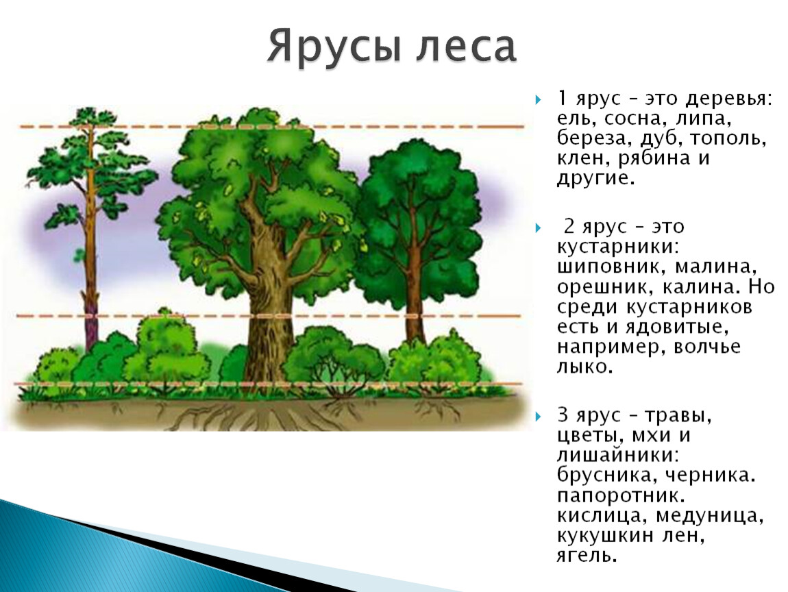 Этажи деревьев. Ярусность леса 1 ярус. Растения 1 яруса леса. Сосна обыкновенная ярусность. Деревья первого яруса.