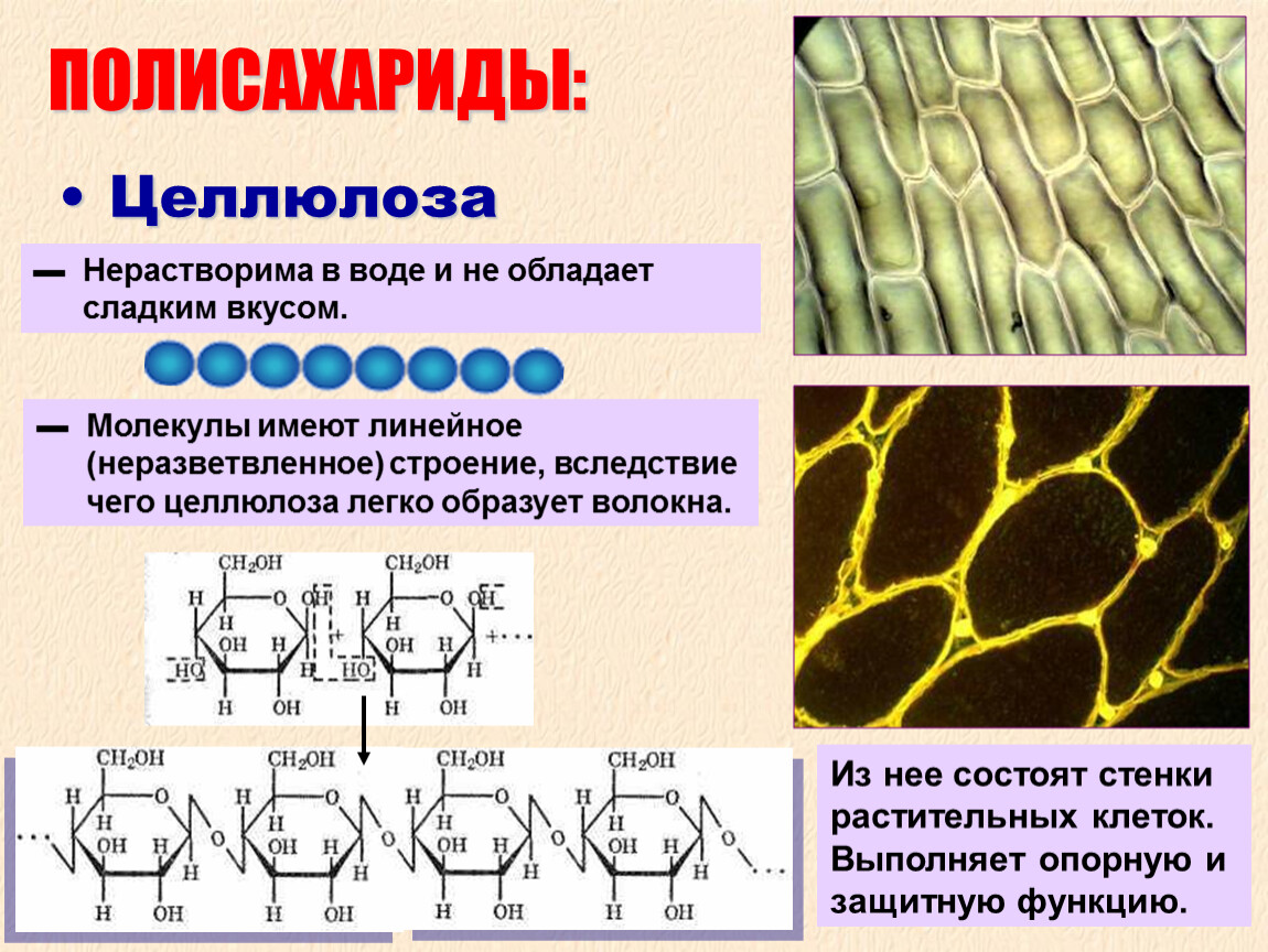 Полисахариды свойства и функции. Целлюлоза линейный полисахарид. Строение целлюлозного волокна. Линейное строение целлюлозы. Структура полисахаридов Целлюлоза.