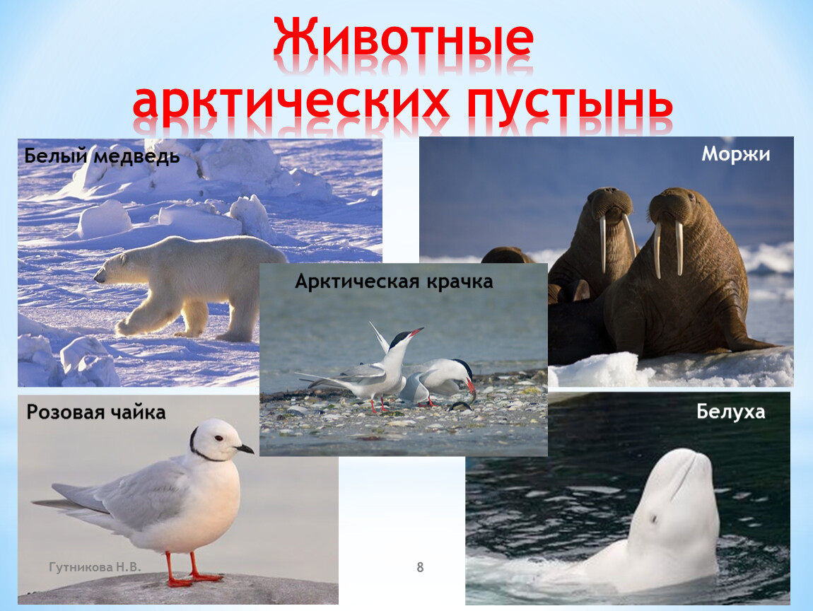 Животный мир природной зоны арктические пустыни. Животный мир арктических пустынь Евразии. Арктические пустыни Евразии животные. Животный мир арктических и антарктических пустынь. Животные Арктический пустмнм.