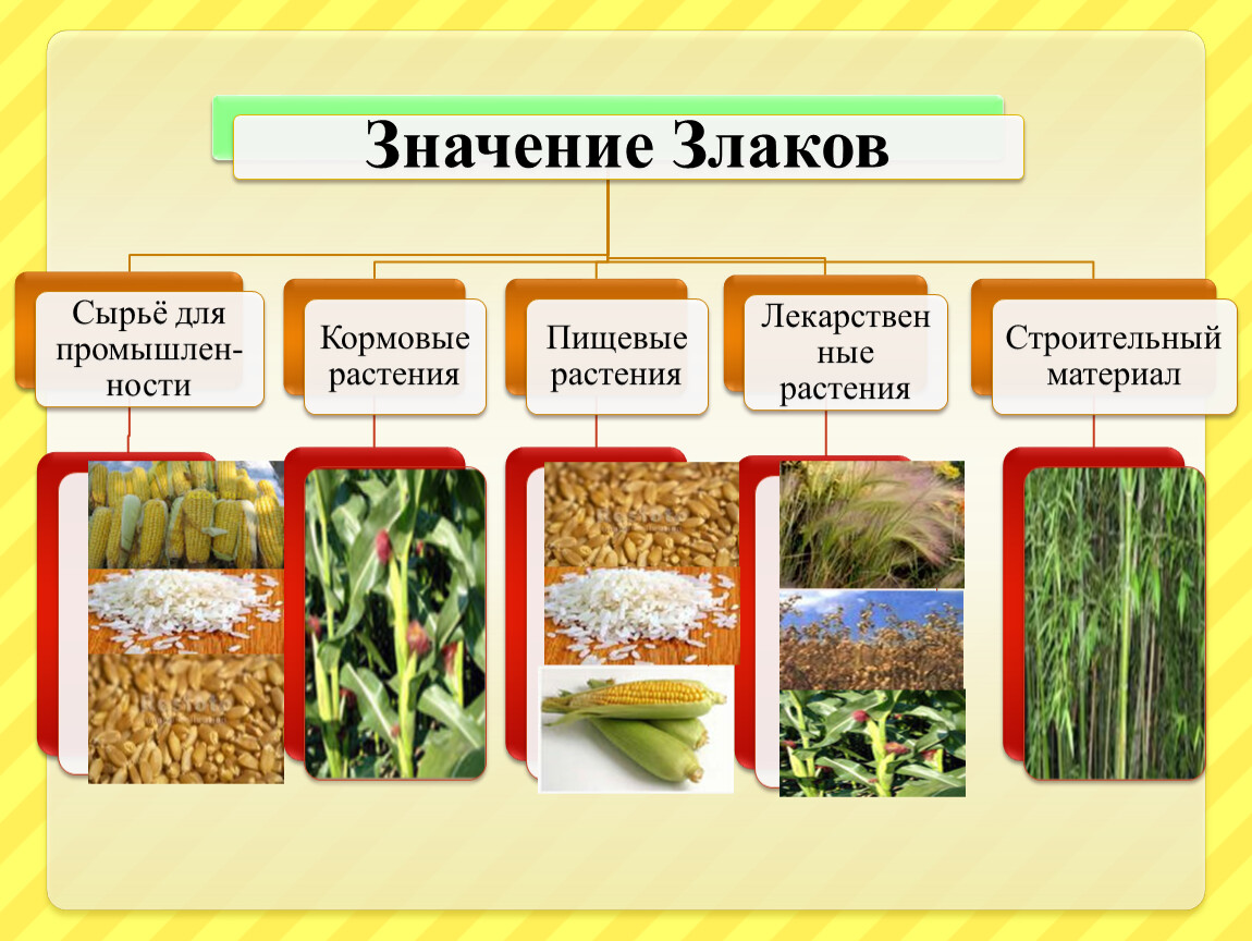 Как используют злаковые растения люди. Семейство однодольных покрытосеменных растений злаковые. Класс Однодольные семейство злаковые. Класс Однодольные семейство злаки представители. Однодольные растения злаки.