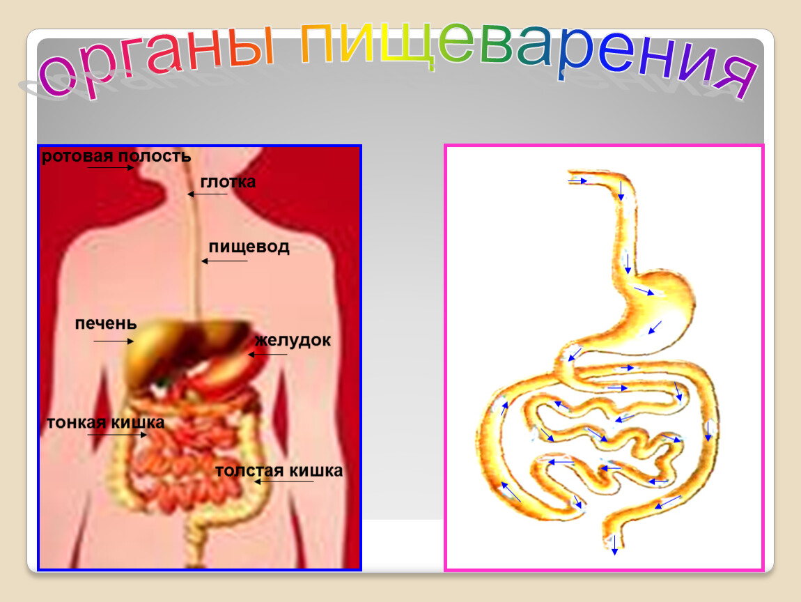 Проект на тему пищеварительная система 4 класс