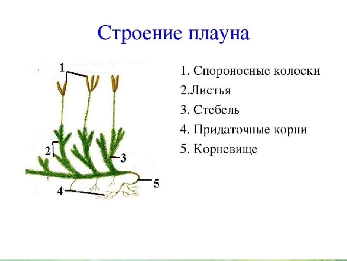 Отдел плауновидные рисунок