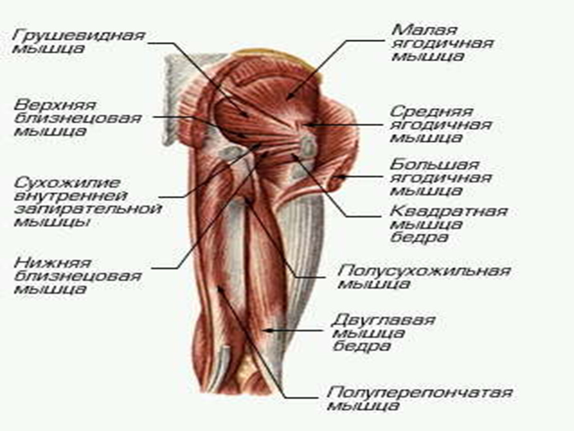 Строение мышц. Биология, 8 класс