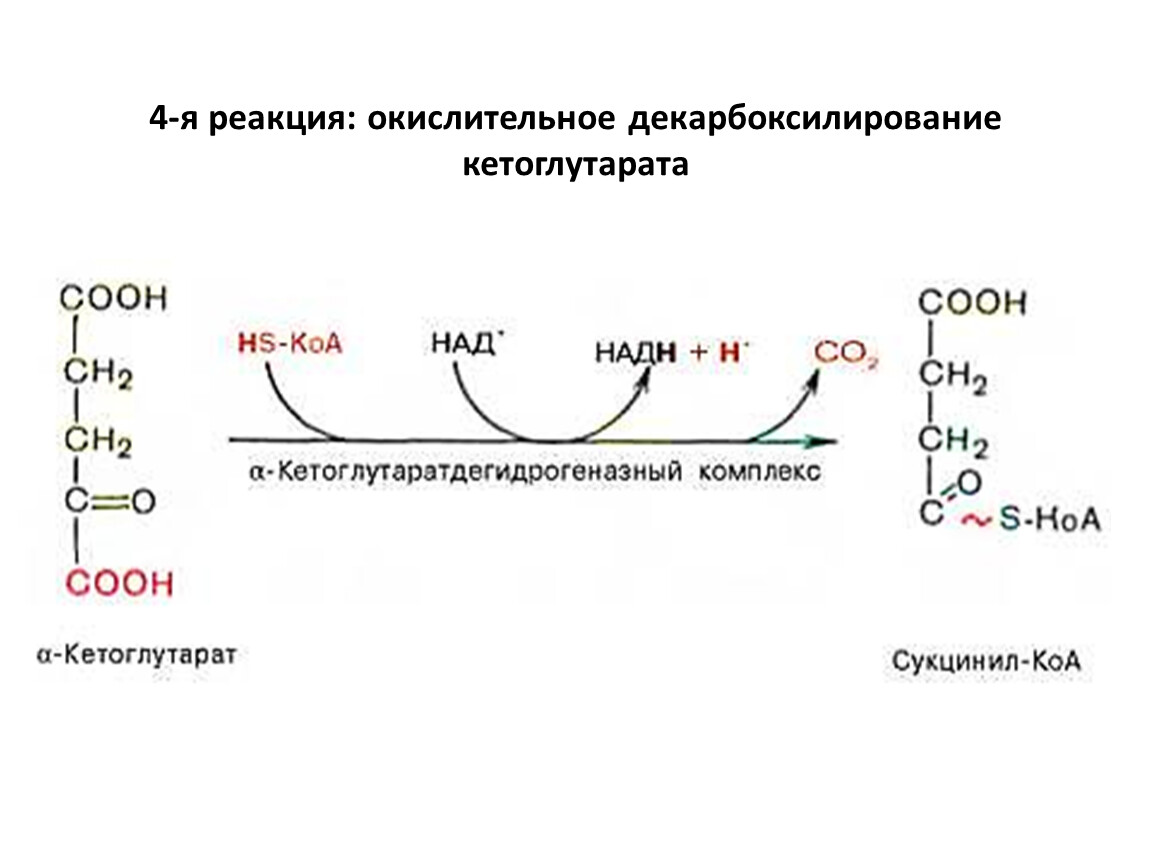 Коа. Декарбоксилирование Альфа кетоглутаровой кислоты. Окислительное декарбоксилирование кетоглутаровой кислоты. Альфа кетоглутарат в сукцинил КОА. Окислительного декарбоксилирования Альфа-кетоглутаровой кислоты.