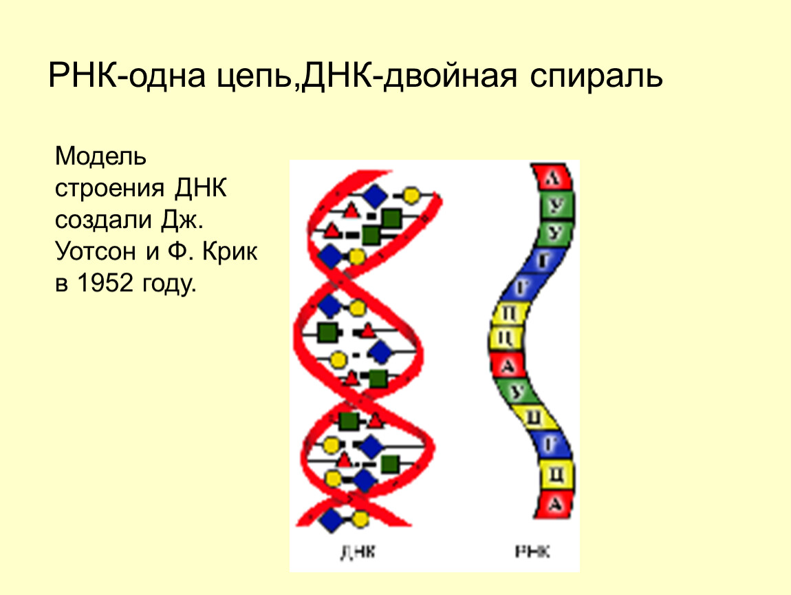 Молекула рнк построена. Двойная спираль РНК. Цепочка РНК. ДНК И РНК. Цепь ДНК.