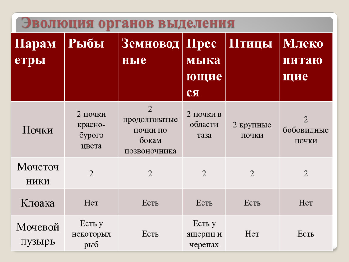 Презентация биология 7 класс органы выделения животных