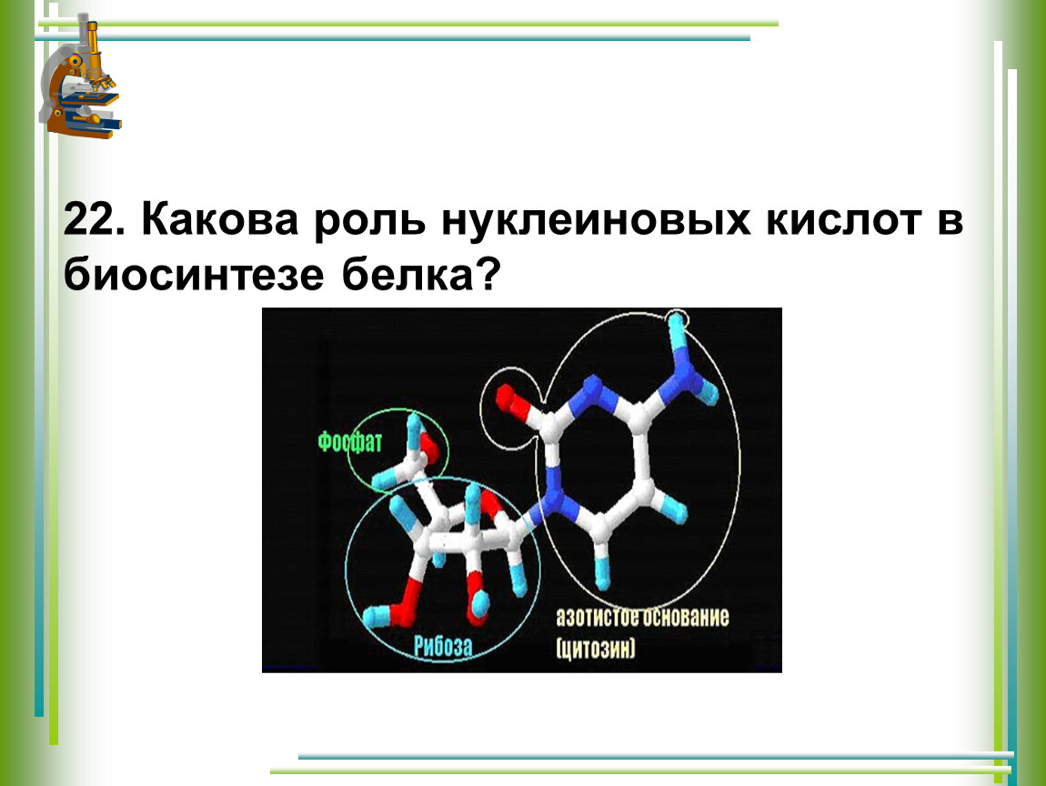 Происходит синтез нуклеиновой кислоты. Роль нуклеиновых кислот в синтезе белка. Роль нуклеиновых кислот в биосинтезе белка. Роль нуклеиновых кислот.
