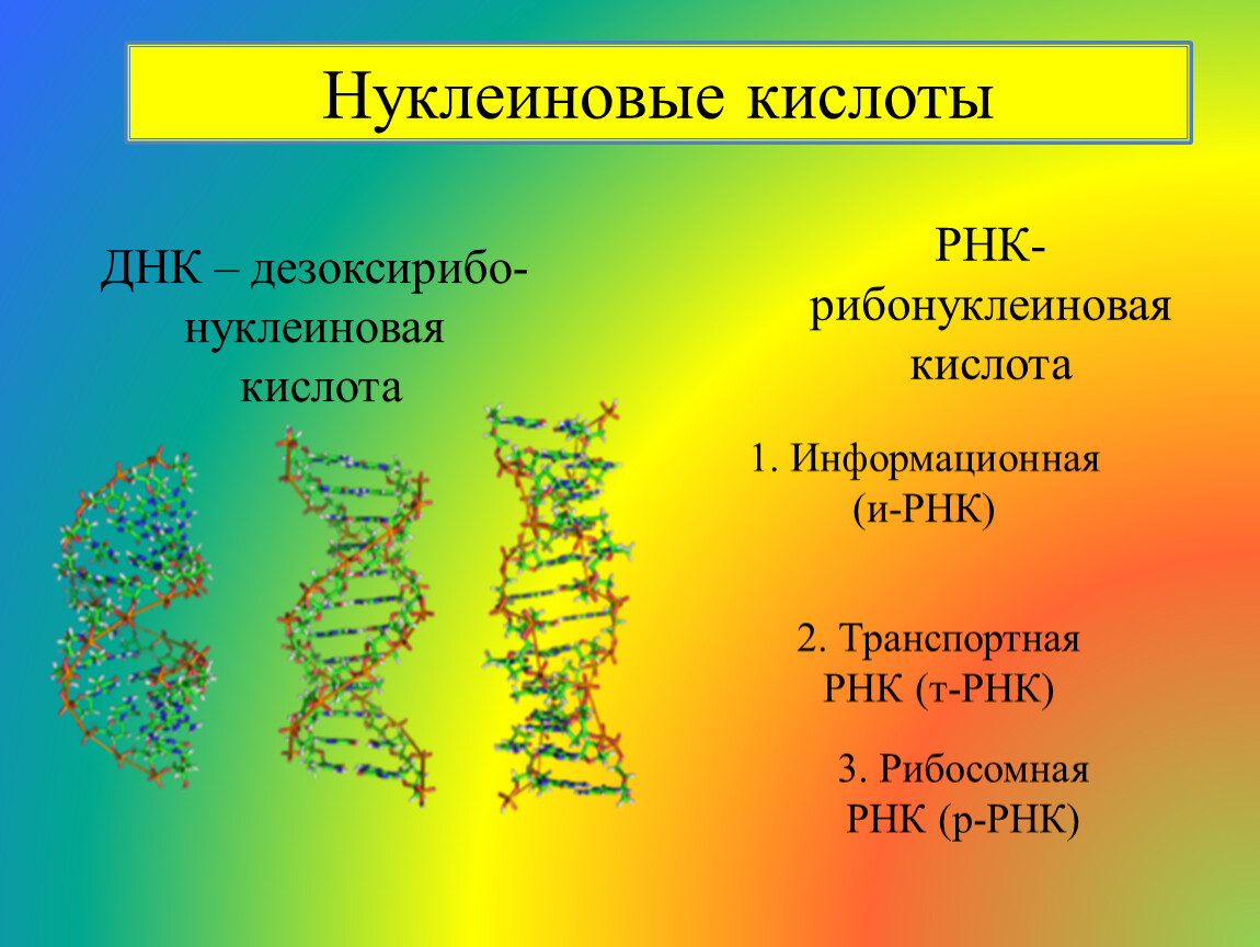 Нуклеиновые кислоты проект