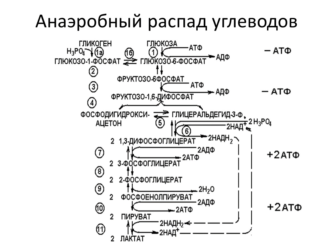 Анаэробный распад глюкозы схема