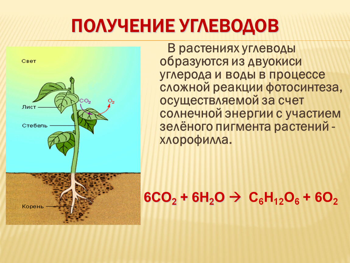 Для образования органических веществ растениям необходима энергия