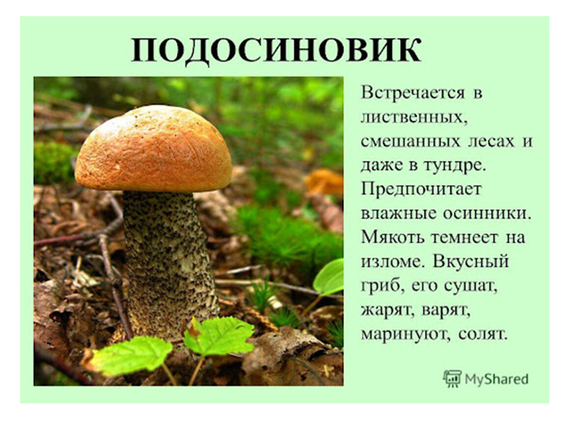 Слова грибы 3. Подосиновик краткое описание. Подосиновик описание кратко. Красноголовик краткое описание. Подосиновик гриб описание.