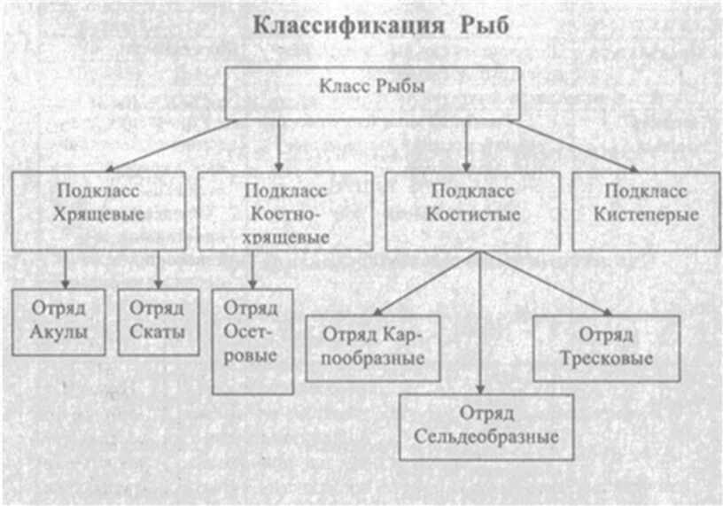 Классификация рыб. Систематика рыб схема. Класс рыбы систематика. Класс костные рыбы классификация. Классификация рыб по разным признакам.