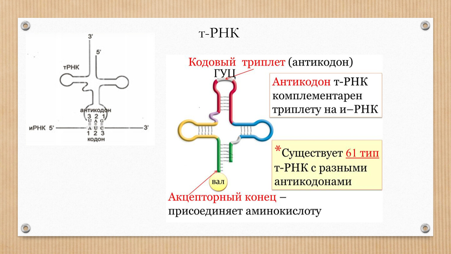 Транспортная рнк рисунок