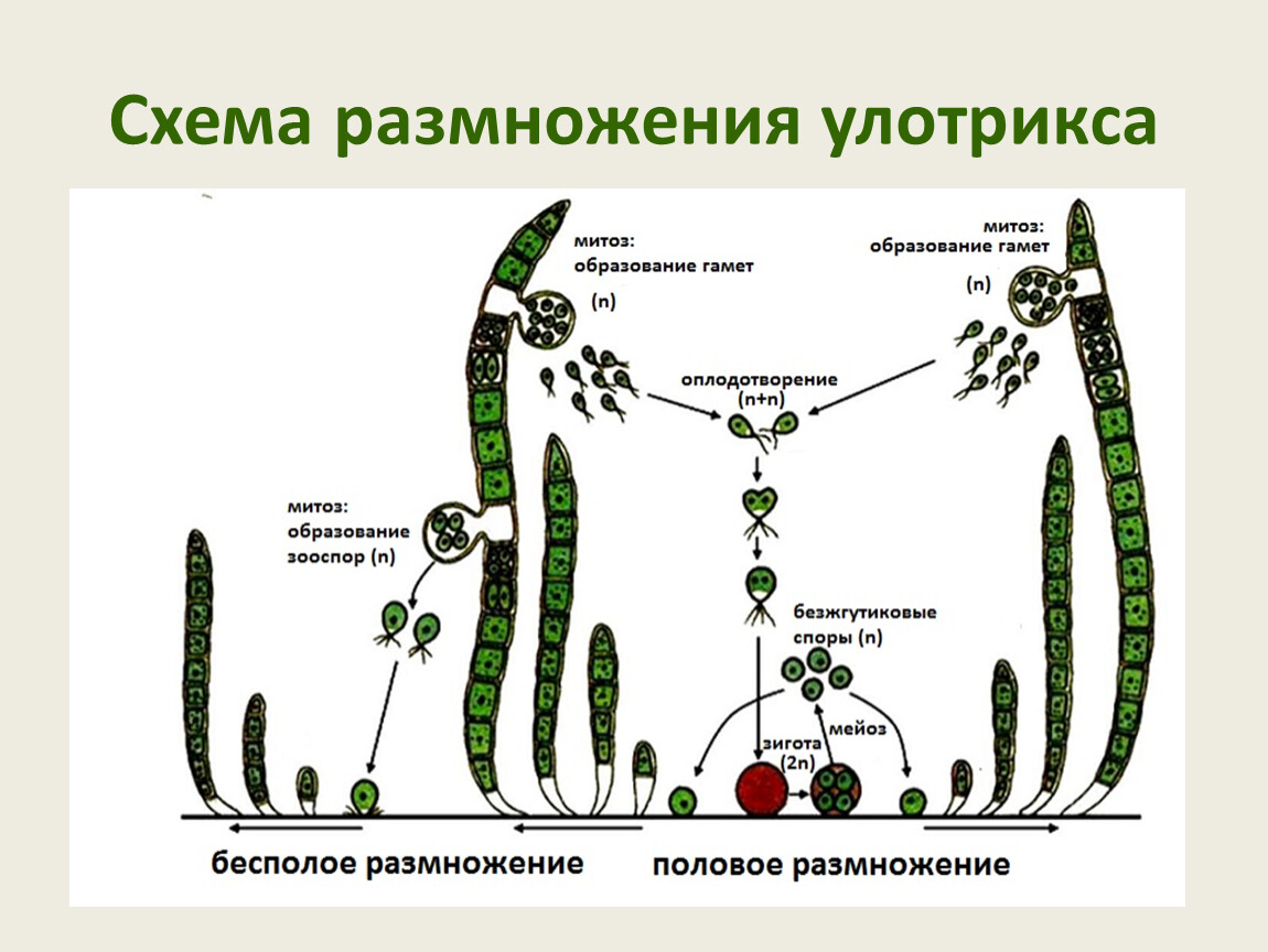 Способ размножение водоросль улотрикс. Улотрикс цикл развития. Жизненный цикл улотрикса. Жизненный цикл водорослей улотрикс. Улотрикс жизненный цикл ЕГЭ.