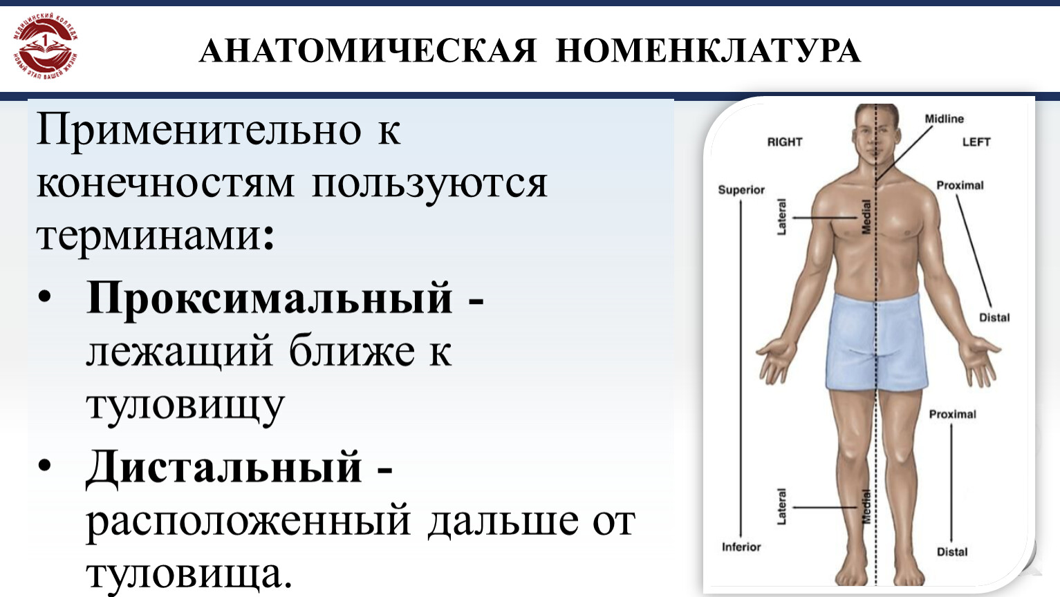 Анатомические термины. Анатомическая номенклатура. Проксимальные отделы конечностей. Анатомическая номенклатура анатомия. Латеральный медиальный проксимальный дистальный.