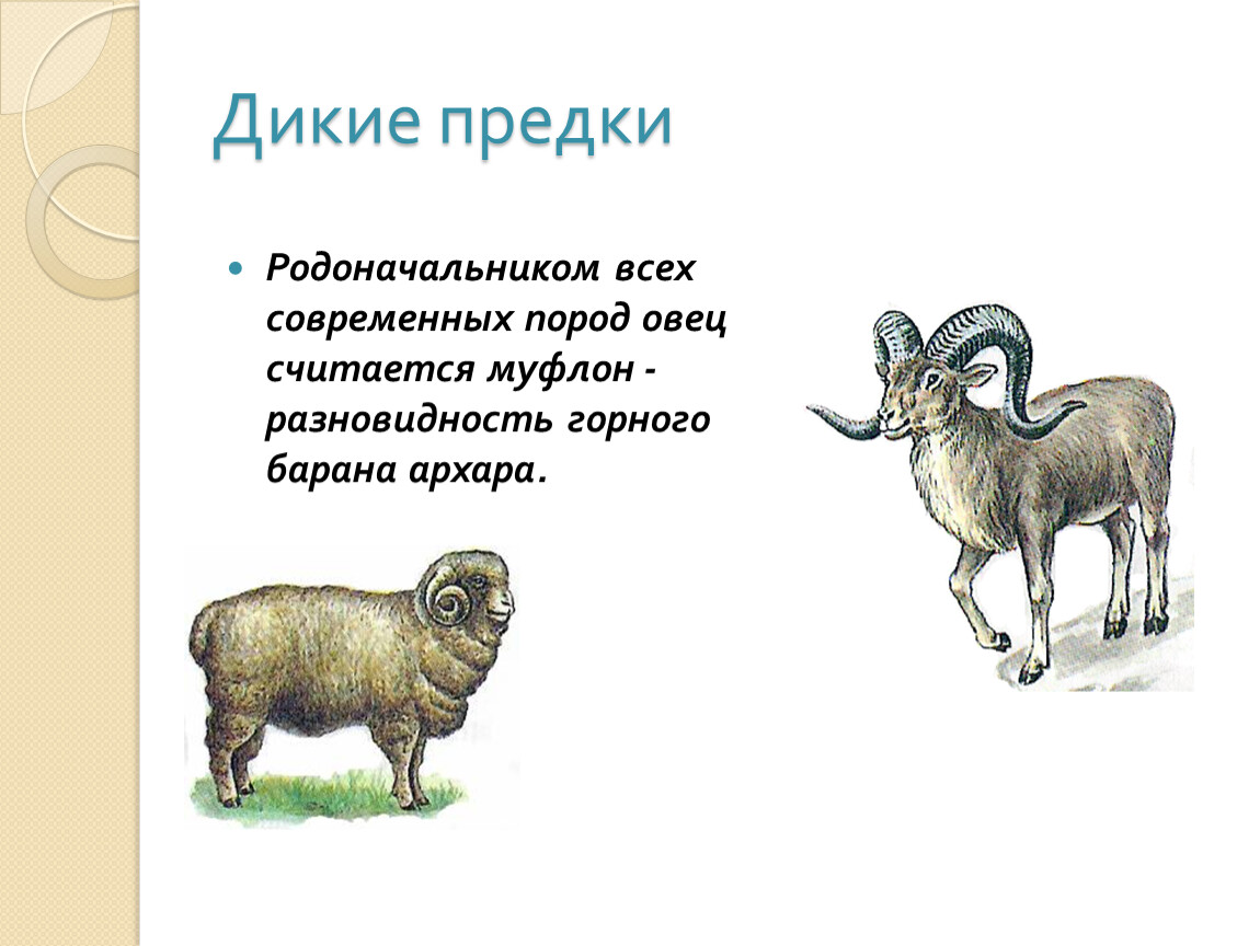 Предком какого. Дикие предки. Загадка про горного барана. Древний предок овцы. Селекция Архара и барана.