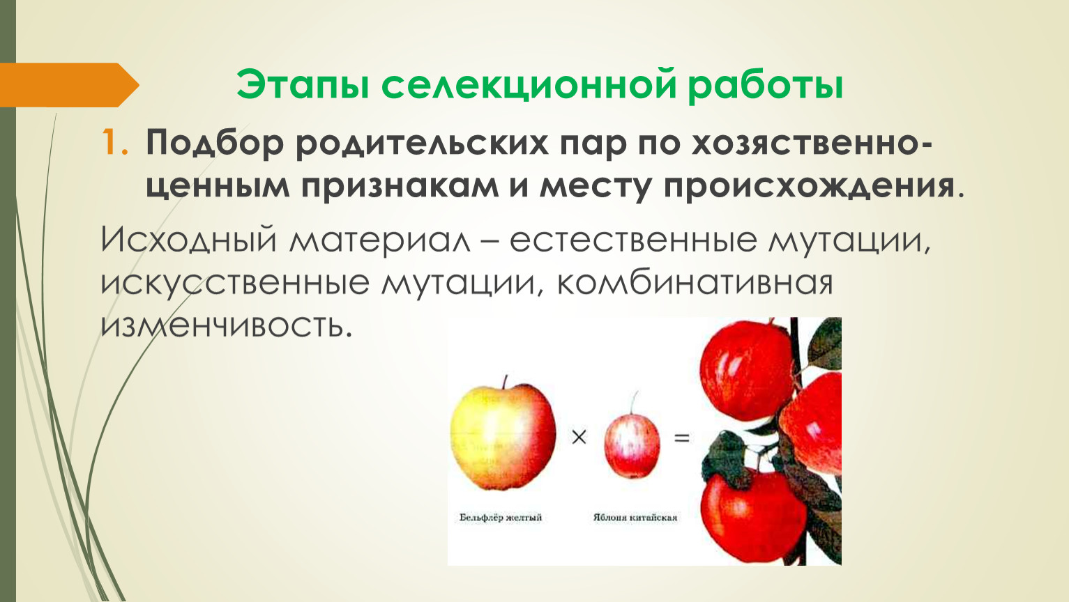 Как называется начальный этап селекции. Этапы селекционной работы. Подбор родительских пар селекция растений. Подбор родительских пар примеры. Подбор родительских пар для скрещивания.