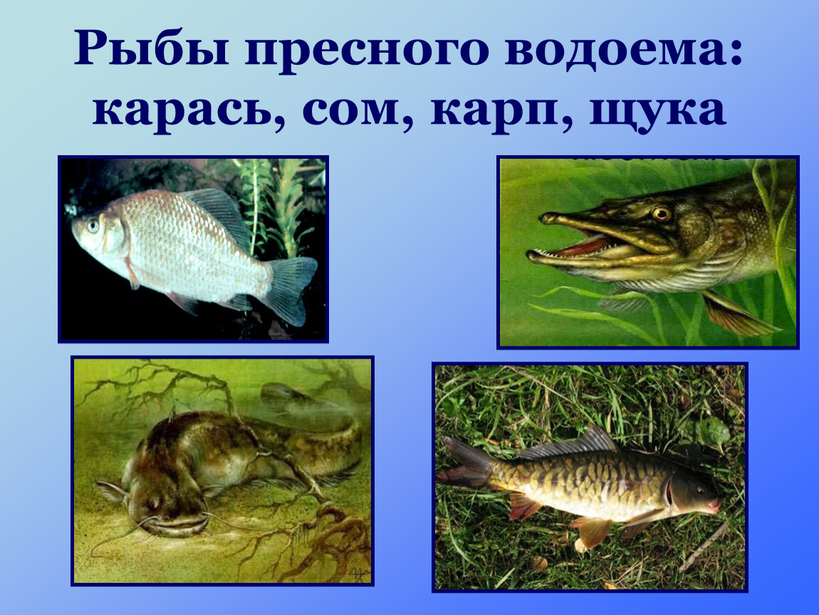 В водоемах живут рыбы. Обитатели пресных вод. Обитатели пресноводных водоемов. Животные обитающие в пресных Водах. Животные живущие в водоемах.