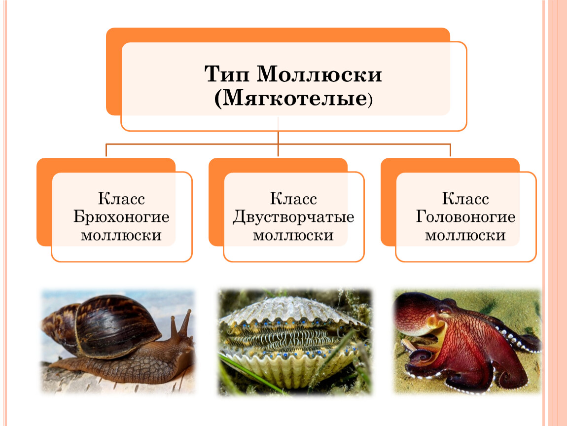 Животные относящиеся к типу моллюски примеры. Тип моллюски классы. Тип моллюски представители. Тип моллюски общая характеристика. Тип моллюски 7 класс.