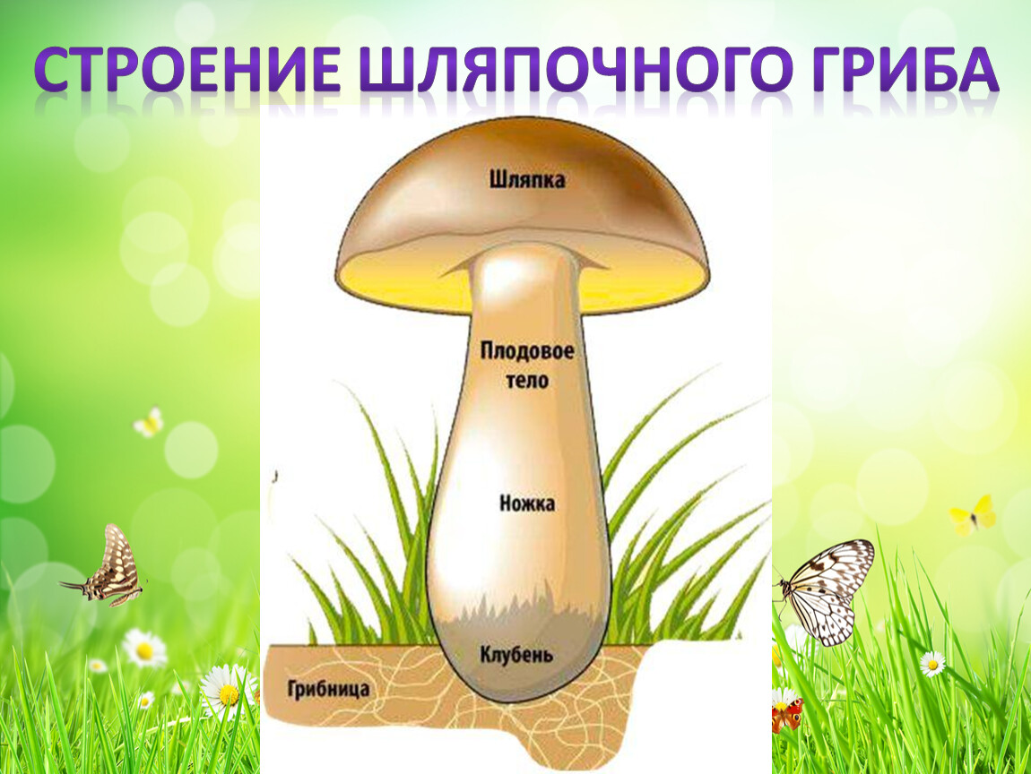 Главной частью шляпочного гриба является