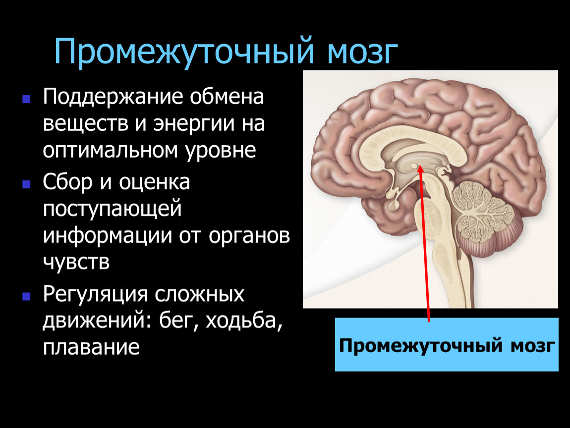 Передний мозг центр регуляции. Центры регуляции промежуточного мозга. Функция промежуточного мозга у позвоночных. Функции промежуточного мозга регуляция. Опишите функции промежуточного мозга..