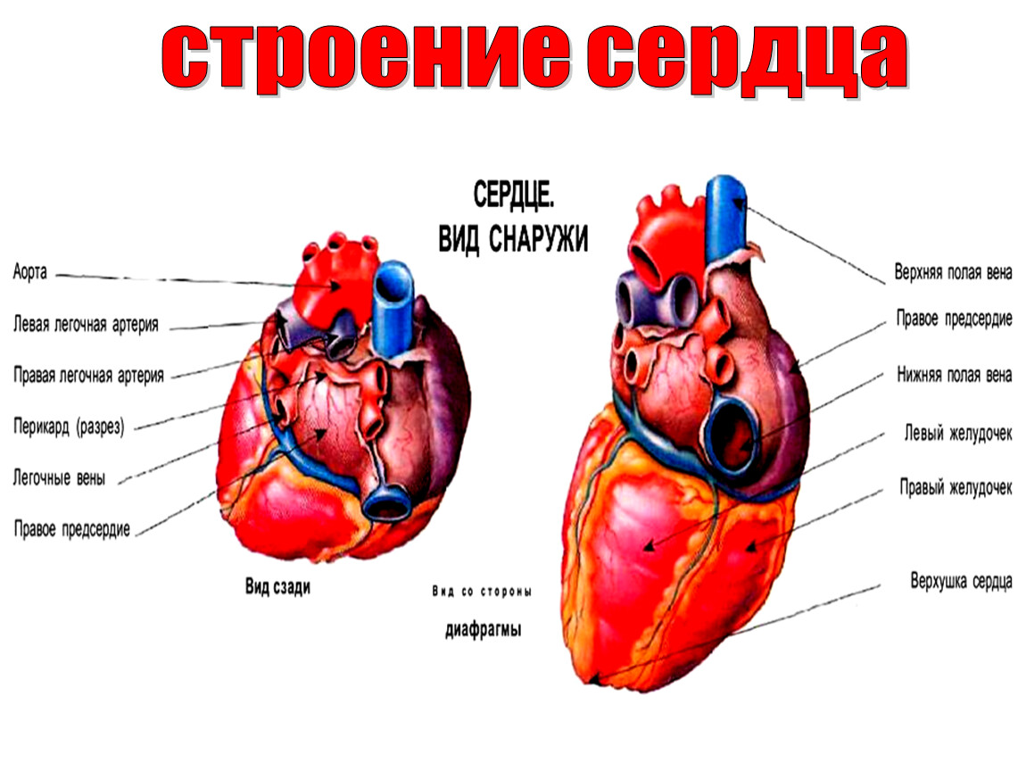 Какое сердце подскажет. Строение сердца. Сердце строение анатомия. Строение сердца человека схема. Строение сердца снаружи.