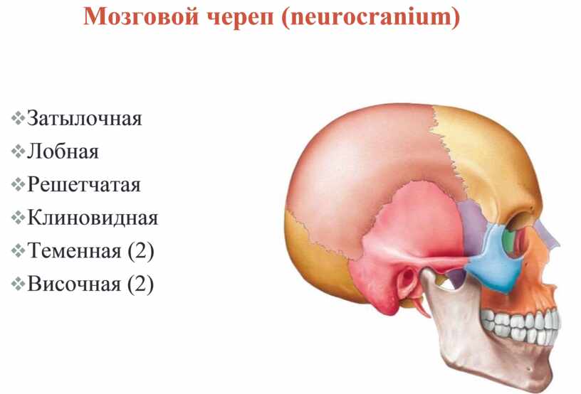 Швы мозгового черепа. Кости крыши черепа. Мышцы крыши черепа. Нейрокраниум. Свод головного мозга