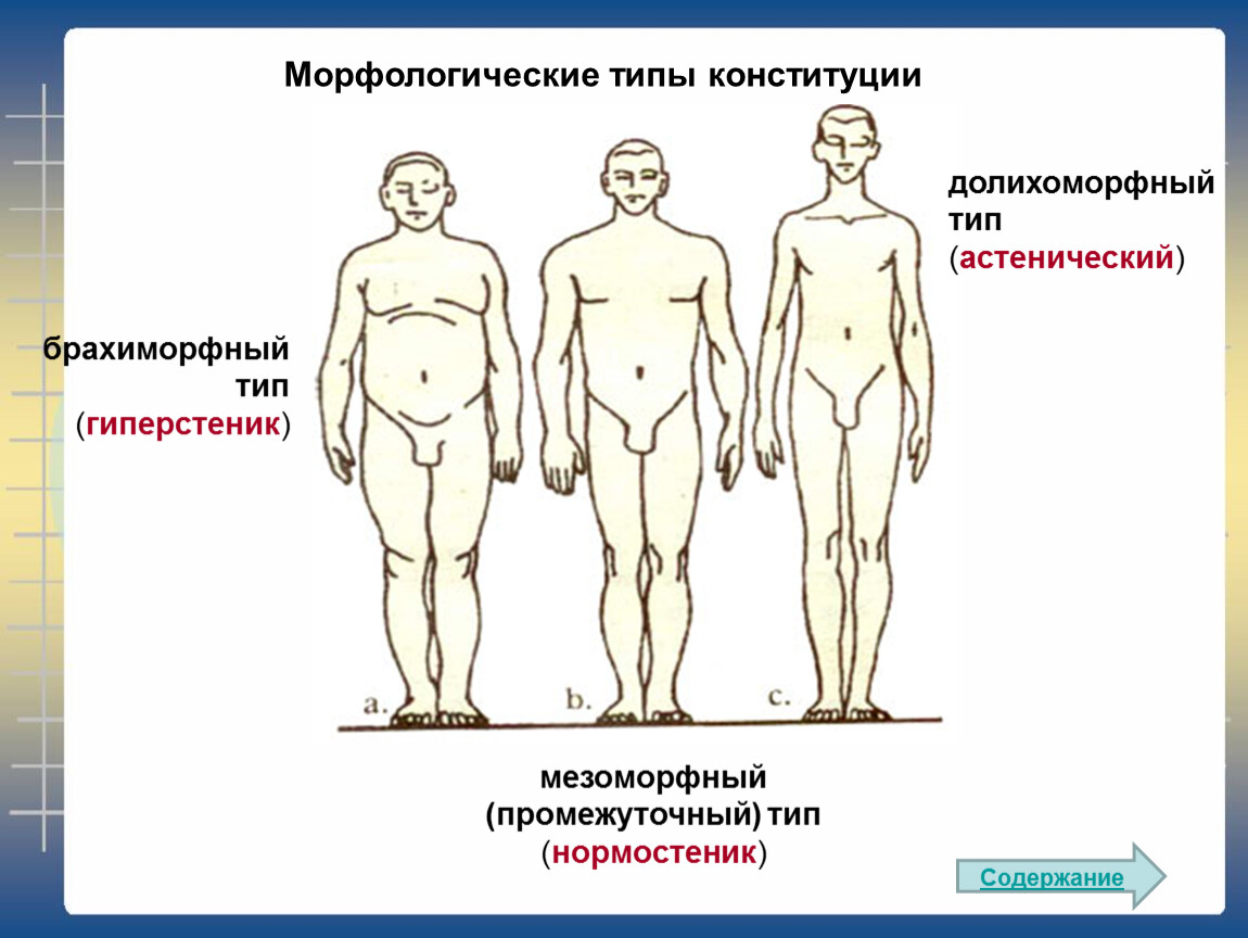 4 конституционный типа. Долихоморфный мезоморфный и брахиморфный. Типы телосложения долихоморфный мезоморфный. Типы Конституции телосложения. Морфологические типы Конституции.