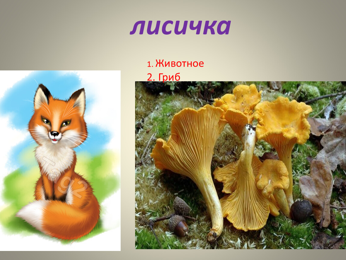 1 лису. Гриб Лисичка и лиса. Грибы лисички. Лисята грибы. Лиса с грибами.